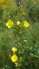 Oenothera