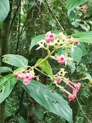 Arachnothryx calycosa