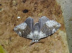 Dasychiroides pratti