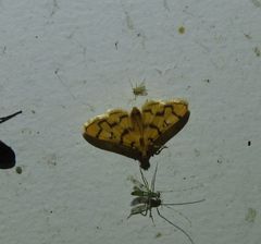 Dichocrocis erixantha