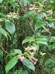 Arachnothryx calycosa