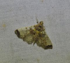 Didymostoma aurotinctalis