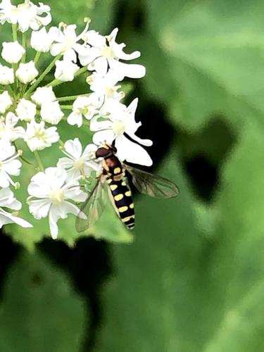 Meligramma guttata