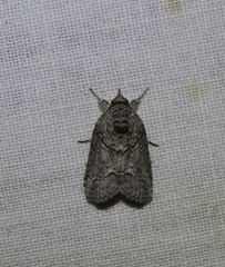 Nycteola polycyma