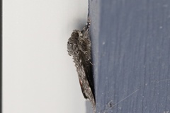 Catocala semirelicta