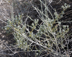 Tetradymia tetrameres