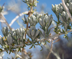 Tetradymia tetrameres