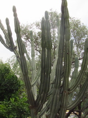 Cereus repandus