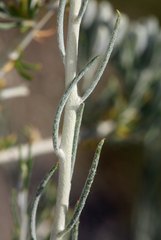 Tetradymia tetrameres