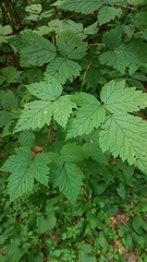Rubus spectabilis spectabilis