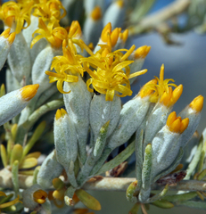 Tetradymia tetrameres