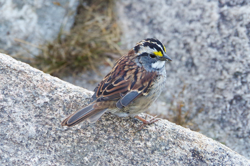 White-throated Sparrow photographed in New Hampshire