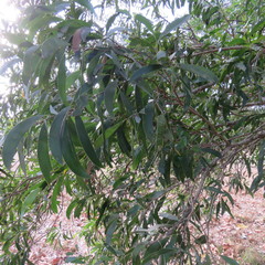 Juliflorae