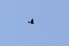 Tachycineta thalassina