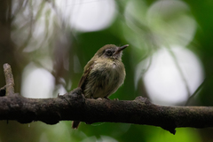 Hemitriccus zosterops