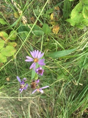 Dieteria bigelovii