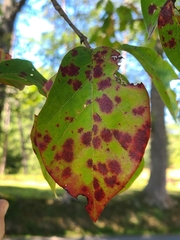 Diplocarpon