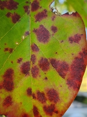 Diplocarpon