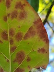Diplocarpon