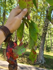 Diplocarpon
