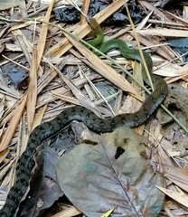 Dendrophidion clarkii