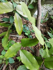 Mucuna sempervirens