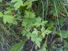 Geranium palustre