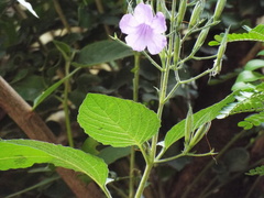 Ruellia occidentalis