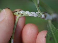 Phenacoccus peruvianus