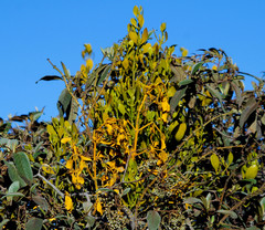 Dendrophthora clavata