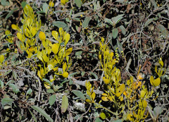 Dendrophthora clavata