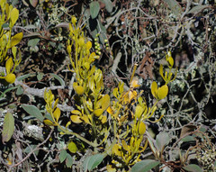 Dendrophthora clavata