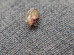 Nyctiphalerus vermiculosus