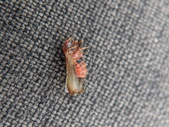 Nyctiphalerus vermiculosus