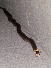 Cacophis harriettae