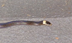 Cacophis harriettae