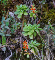 Echeveria quitensis