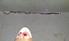 Cacophis harriettae