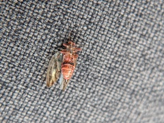 Nyctiphalerus vermiculosus