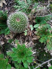 Mammillaria mystax