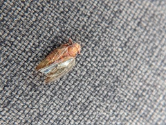 Nyctiphalerus vermiculosus