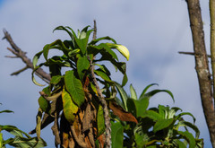 Siphocampylus giganteus