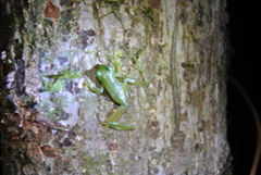 Teratohyla spinosa