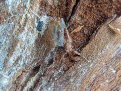 Nyctiphalerus vermiculosus