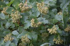 Physocarpus monogynus