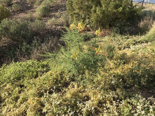 Erythrostemon gilliesii