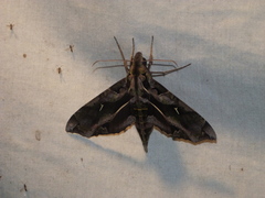 Hemeroplanes triptolemus
