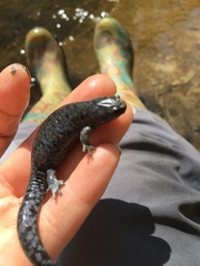 Ambystoma barbouri