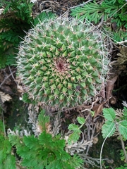 Mammillaria mystax