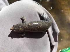 Ambystoma barbouri
